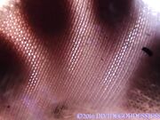 Divine Goddess Jessica boot & socks