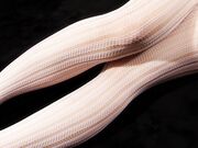 LegsJapan - SenaSakura - 1 - White Tights And Short Shorts