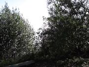 Eevee Frost Exhibitionism in Park - shows off feet and pussy