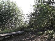 Eevee Frost Exhibitionism in Park - shows off feet and pussy