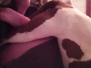 My girlfriend fucking with dog