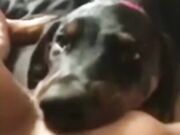 Dog sucks pussy and girl enjoying