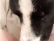 Dog sucks pussy and girl enjoying