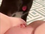Dog sucks pussy and girl enjoying