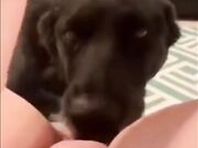 Dog sucks pussy and girl enjoying