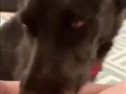 Dog sucks pussy and girl enjoying