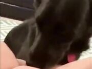 Dog sucks pussy and girl enjoying