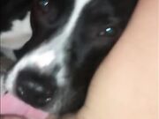 Compilation dog sucking girl's pussy PT 1