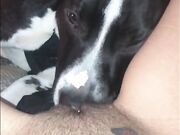 Compilation dog sucking girl's pussy PT 1