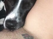 Compilation dog sucking girl's pussy PT 1