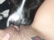 Compilation dog sucking girl's pussy PT 1