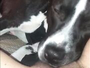 Compilation dog sucking girl's pussy PT 1