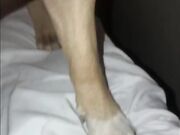 Compilation dog sucking girl's pussy PT 1