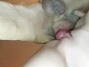 closeup knot pullout Dog fucking