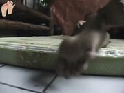 Mature Asian Ladyboy Soles