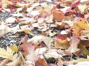 Freckled Feet - 5632