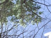 Freckled Feet - I hope all my US fans are enjoying Memorial 