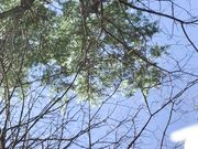 Freckled Feet - I hope all my US fans are enjoying Memorial 