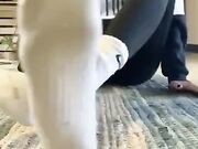 White Nike Socks Strip