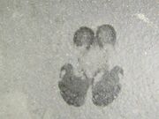 Office nylon feet-My pumps and sweaty nylon feet