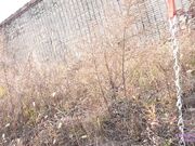 Licking Girls Feet - NICOLE - Walking and training a devoted pet!