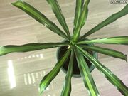 LaceBaby Overhead Plant Cleaning Barefoot Topless Apron Fetish