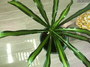 LaceBaby Overhead Plant Cleaning Barefoot Topless Apron Fetish