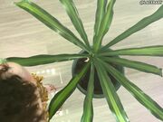 LaceBaby Overhead Plant Cleaning Barefoot Topless Apron Fetish