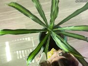 LaceBaby Overhead Plant Cleaning Barefoot Topless Apron Fetish