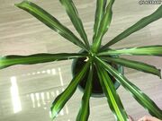 LaceBaby Overhead Plant Cleaning Barefoot Topless Apron Fetish