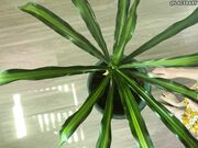 LaceBaby Overhead Plant Cleaning Barefoot Topless Apron Fetish