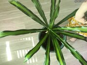 LaceBaby Overhead Plant Cleaning Barefoot Topless Apron Fetish