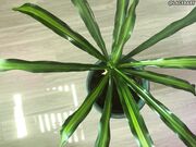 LaceBaby Overhead Plant Cleaning Barefoot Topless Apron Fetish