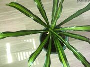 LaceBaby Overhead Plant Cleaning Barefoot Topless Apron Fetish