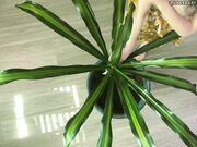 LaceBaby Overhead Plant Cleaning Barefoot Topless Apron Fetish