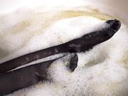 AlexaCreed Submerged Obedience