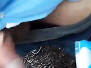 I blowjob black cock